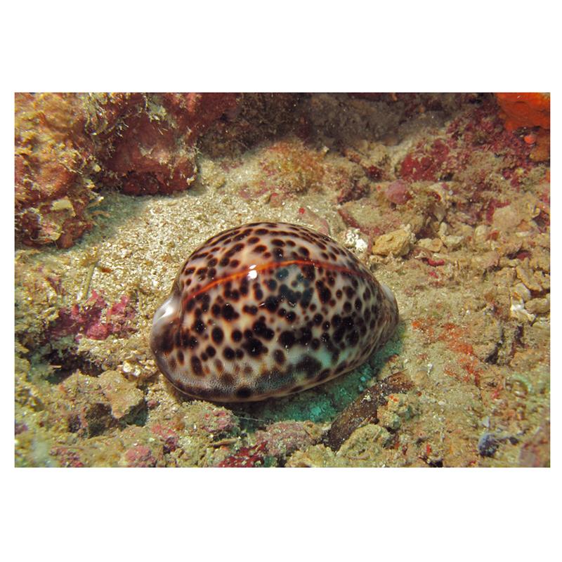 Ghiocul-tigru (Cypraea tigris) - imagine 4